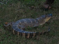 image of american_alligator