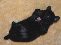 image of animal