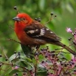 image of bird