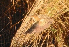 image of bittern