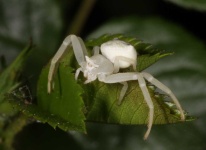 image of animal