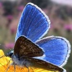 image of animal