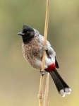 image of bulbul