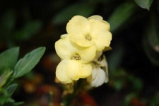 image of flower