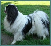 image of japanese_spaniel #2