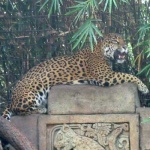 image of jaguar_car