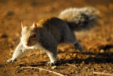 image of animal