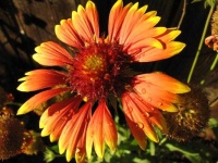 image of flower