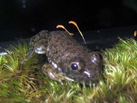 image of bullfrog