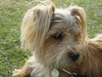 image of norfolk_terrier #32