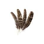 image of feather