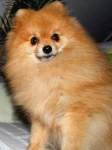 image of pomeranian
