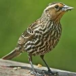image of bird
