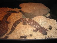 image of gila_monster
