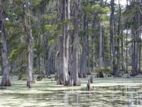 image of swamp