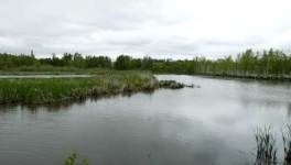image of wetland