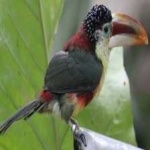 image of bird