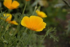image of flower