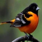 image of bird