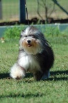 image of animal