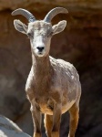 image of bighorn