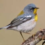 image of bird