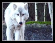 image of white_wolf #28