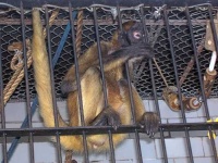 image of spider_monkey
