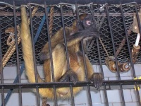 image of spider_monkey #5