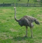 image of ostrich
