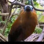 image of bird