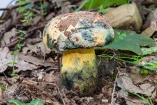 image of mushrooms