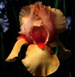 image of bearded_iris #47