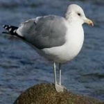 image of bird