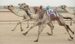 image of animal