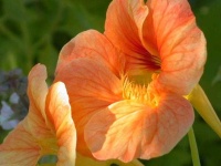 image of flower