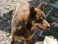 image of kelpie