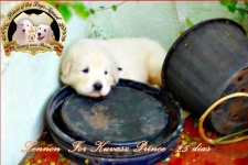 image of kuvasz