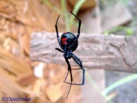 image of black_widow