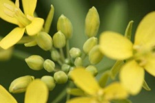 image of rapeseed