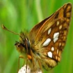 image of animal