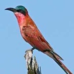 image of bird