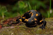 image of european_fire_salamander