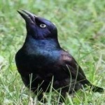 image of bird