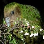 image of bird