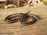 image of garter_snake #5