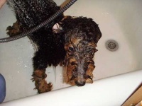 image of airedale