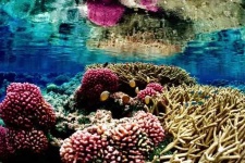 image of reef
