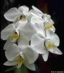 image of moon_orchid #4