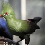 image of bird